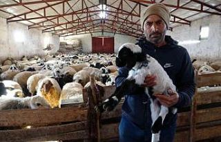 Elazığ’da yeni yılın ilk kuzuları dünyaya...