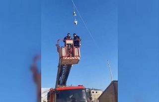 Elektrik tellerinde mahsur kalan güvercinler kurtarıldı