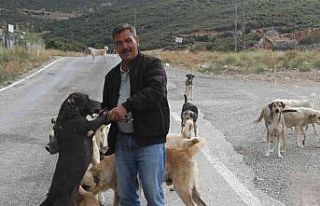 Emekli olunca kendisini sokak köpeklerine adadı