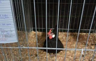 En güzel kümes hayvanının seçileceği yarışma...