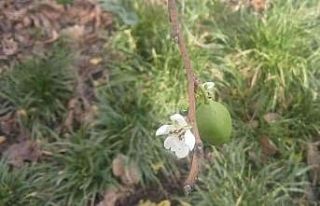 Erik ağaçları Ocak ayında çiçek açtı