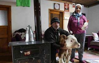 Erken doğan buzağı evlerinin maskotu oldu