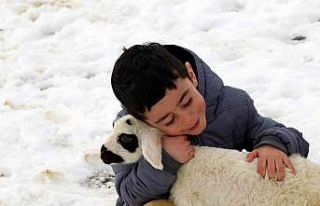 Erzincan’da 2023 yılının ilk kuzuları dünyaya...