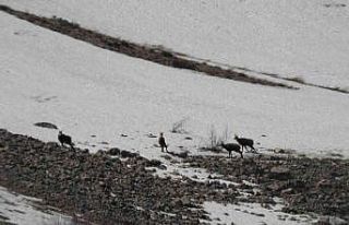 Erzincan’da, sürü halindeki şamualar görüntülendi