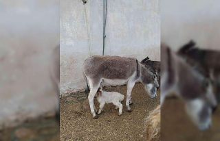 Eşek, kuzuyu emzirdi