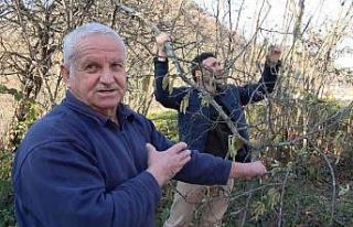 Fındıkta korkutan tehlike