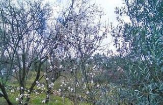 Gazipaşa’da yalancı bahara aldanan ağaçlar çiçek...