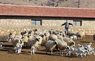 Gökhöyük’te kuzu doğumları başladı, 9 koyun...