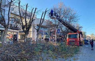 Gölbaşı’nda ağaçlar budanıyor