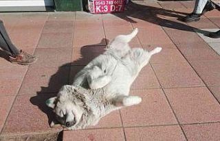 Güneşlenen köpekler görenleri gülümsetti