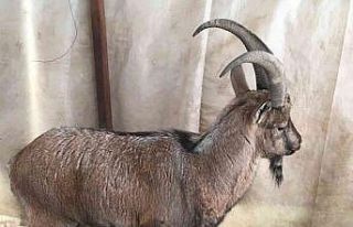 Hasta yaban keçileri tedavi edilip doğal ortamlarına...