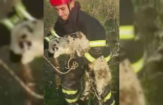 Hatay’da nehir kenarında mahsur kalan kuzu kurtarıldı