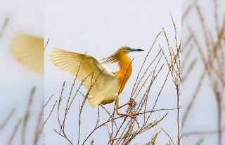 Havalar sıcak gidince bu yıl erken geldi