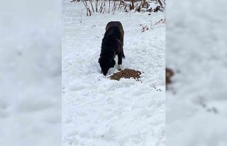 Hayvanları beslediler, yaralı köpeğe sahip çıktılar