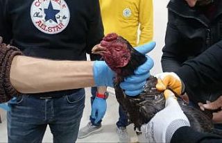 Hayvanları Koruma Derneğine ‘Horoz dövüşü’...