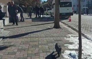 Hozat’ta kuduz karantinası: Sokak hayvanları aşılanıyor