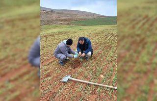 Hububat ekili alanlarda kontroller yapıldı