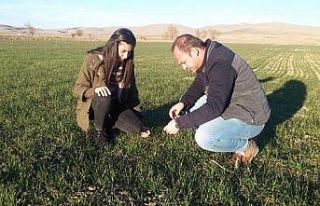 Hububatların gelişim durumu kontrol edildi