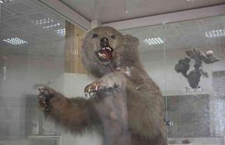 İklim krizi ayıları kış uykusuna yatırmıyor