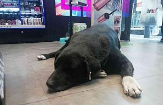 Isınmak için mağazaya giren köpeğin mama masrafını...