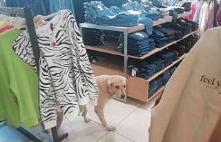 İşletmenin sürekli müşterisi olan sevimli köpek