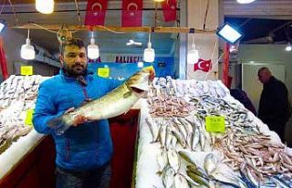 İzmir Foça tezgahlarında levrek bolluğu