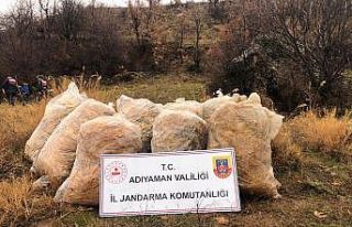 Jandarma çalınan tütünleri dere yatağında buldu