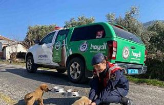 Jandarma ekipleri Buharkent’teki sokak hayvanlarını...