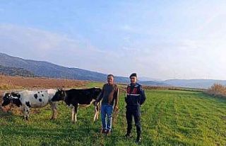 Jandarma kayıp hayvanlar için seferber oldu