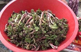 Kaldirik bitkisinin kanserle mücadeleye etkisi araştırılacak