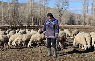 Kar yağmayınca küçükbaş hayvanlar meralarda...