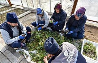 Karesi Belediyesi kendi çiçeklerini üretiyor