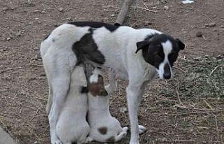 Kars’ta anne köpek yavrularını doyurdu