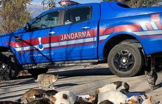 Kedi besleyen kadına jandarmadan mama desteği