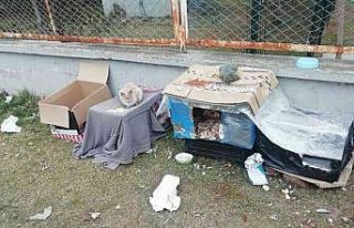 Kediler üşümesin diye kartondan evler yaptılar