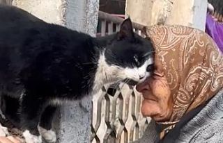 Kedilerin ninesi Fahriye nine