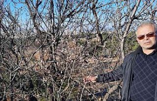 Kış ortasında çiçek açan badem ağaçları şaşırttı