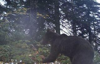 Kış uykusuna geçemeyen bozayılara karşı dikkat...