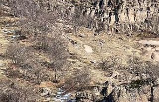 Kış uykusunda olması gereken anne ve yavru ayılar...