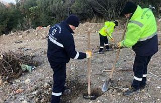 Kocaeli Büyükşehir bir yılda 124 bin 779 fidanı...