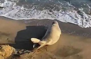 Koruma altına alınan Akdeniz foku Adana’da görüldü