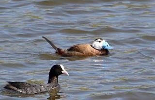Koruma altındaki kuşlar Hersek Lagünü’nde