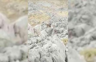 Kozluk’ta kayalıklarda dağ keçisi görüntülendi
