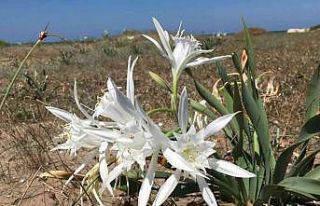 ‘Kum Zambakları’yla hem doğaya hem sanata katkı