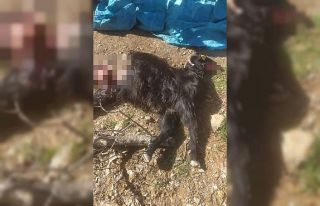 Kurt saldırısına uğrayan 18 keçi telef oldu,...