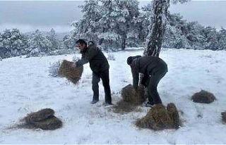 Kütahya OBM’den yaban hayvanlarına yem desteği