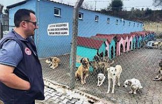 Lapseki’de hayvan barınağındaki sokak hayvanlarına...