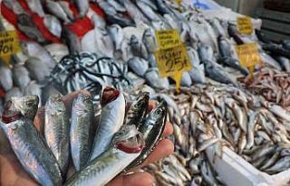 Levrek tavan, mezgit dip