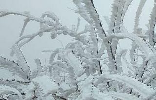 Malatya’da şaşkına çeviren olay: Kırağı ağaçların...