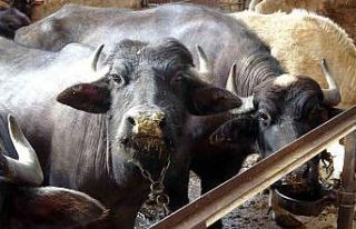 Manda sütünden elde edilen ürünler ülke ekonomisine...